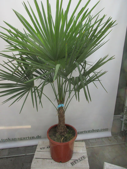 Hanfpalme, Trachycarpus fortunei 150 cm