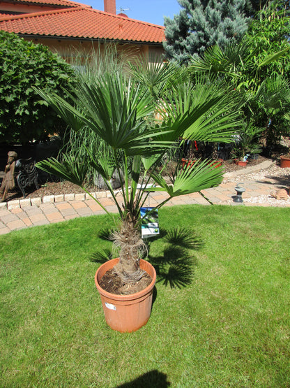 Hanfpalme, Trachycarpus wagnerianus 145 cm