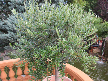 Olivenbaum, 44 Jahre alt, 180cm