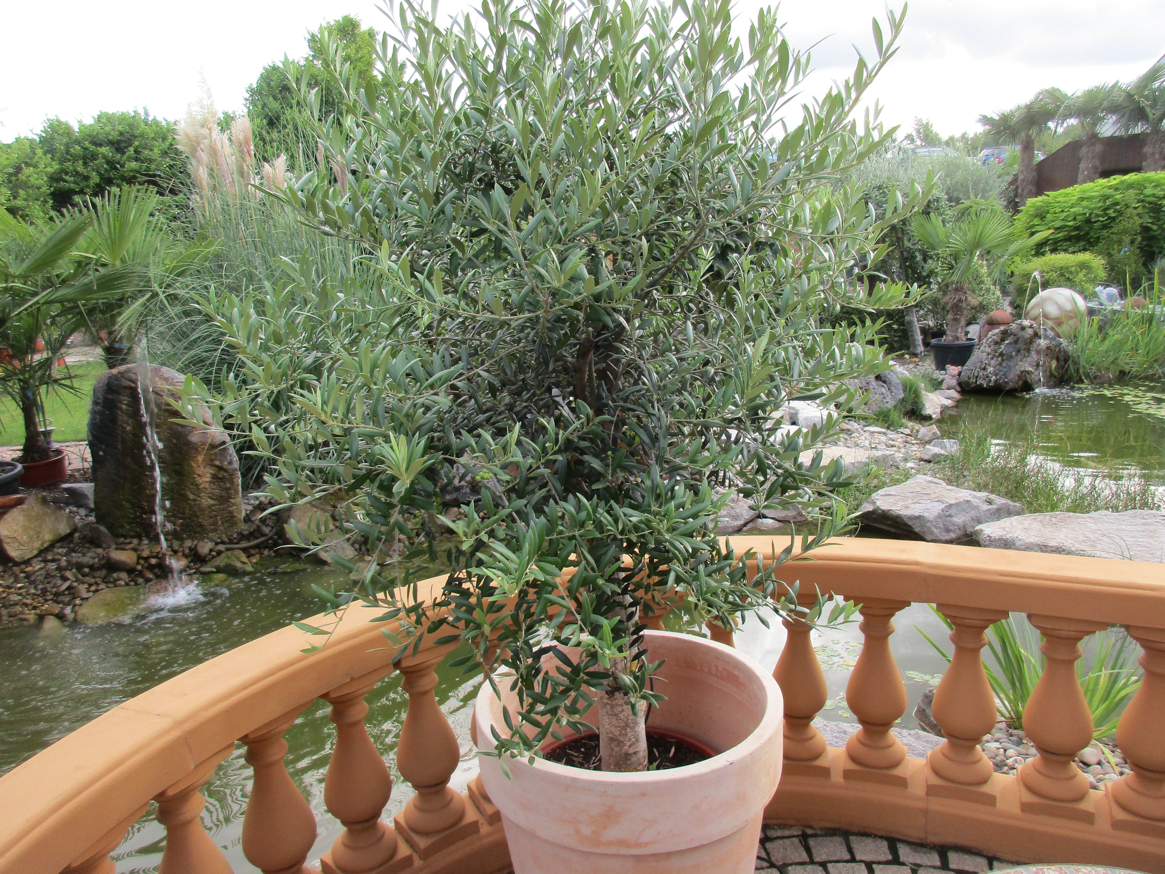 Olivenbaum, 44 Jahre alt, 180cm