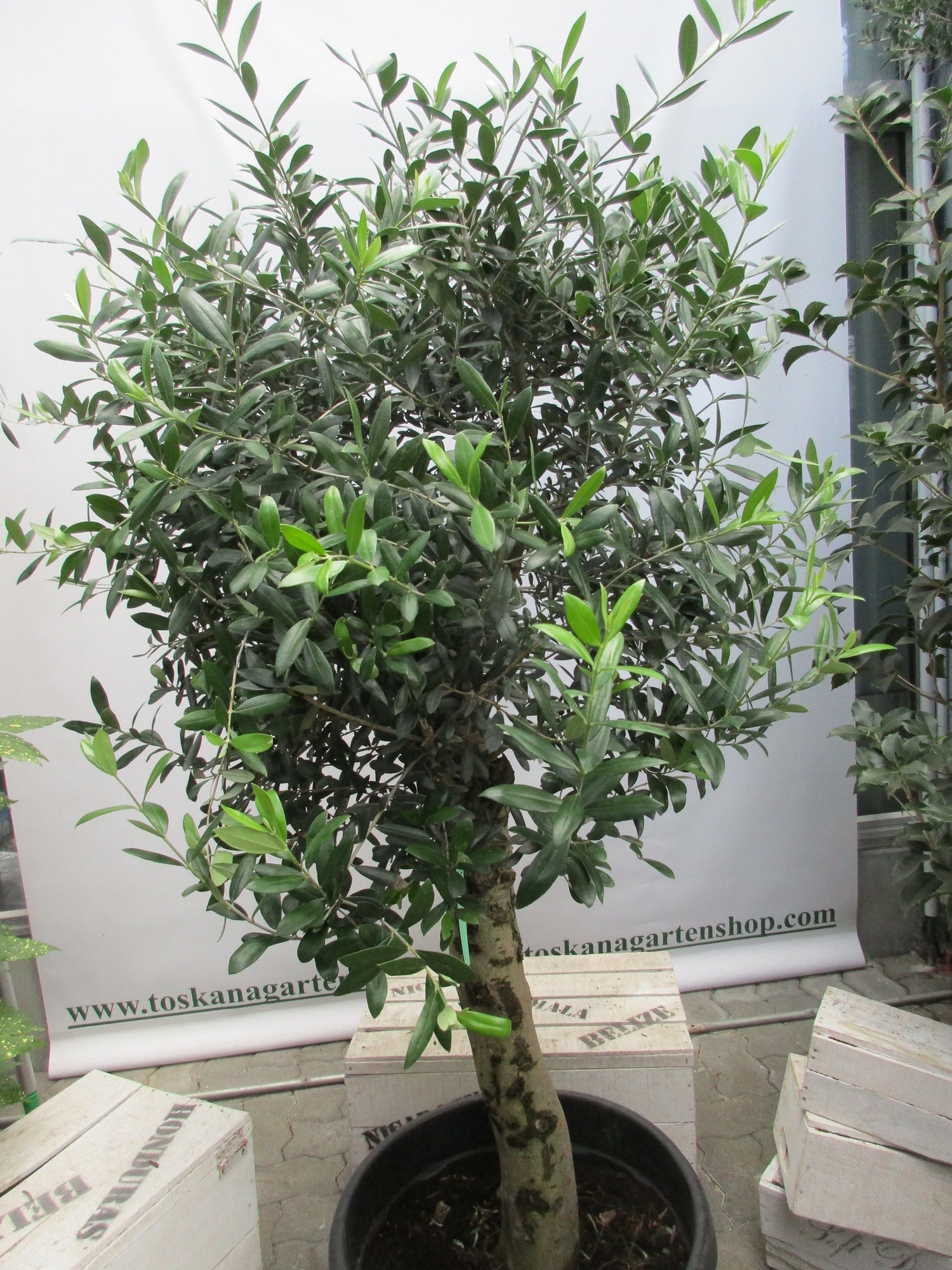 Olivenbaum 40 Jahre alt . 160cm Höhe