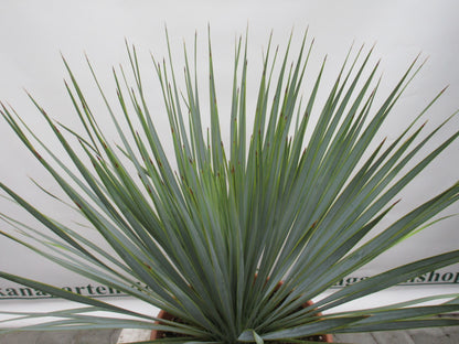 Yucca Rostrata, Blaue Palmlilie , medium