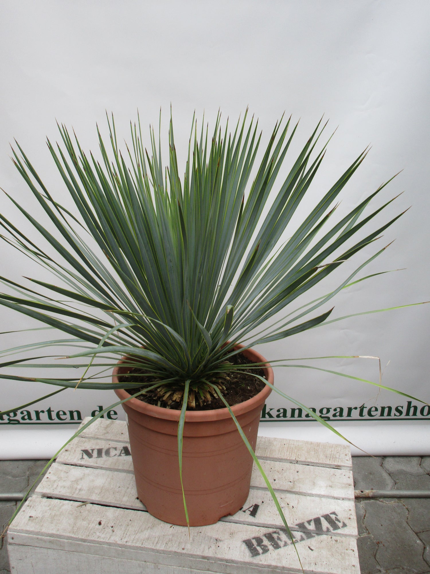 Yucca Rostrata, Blaue Palmlilie , medium