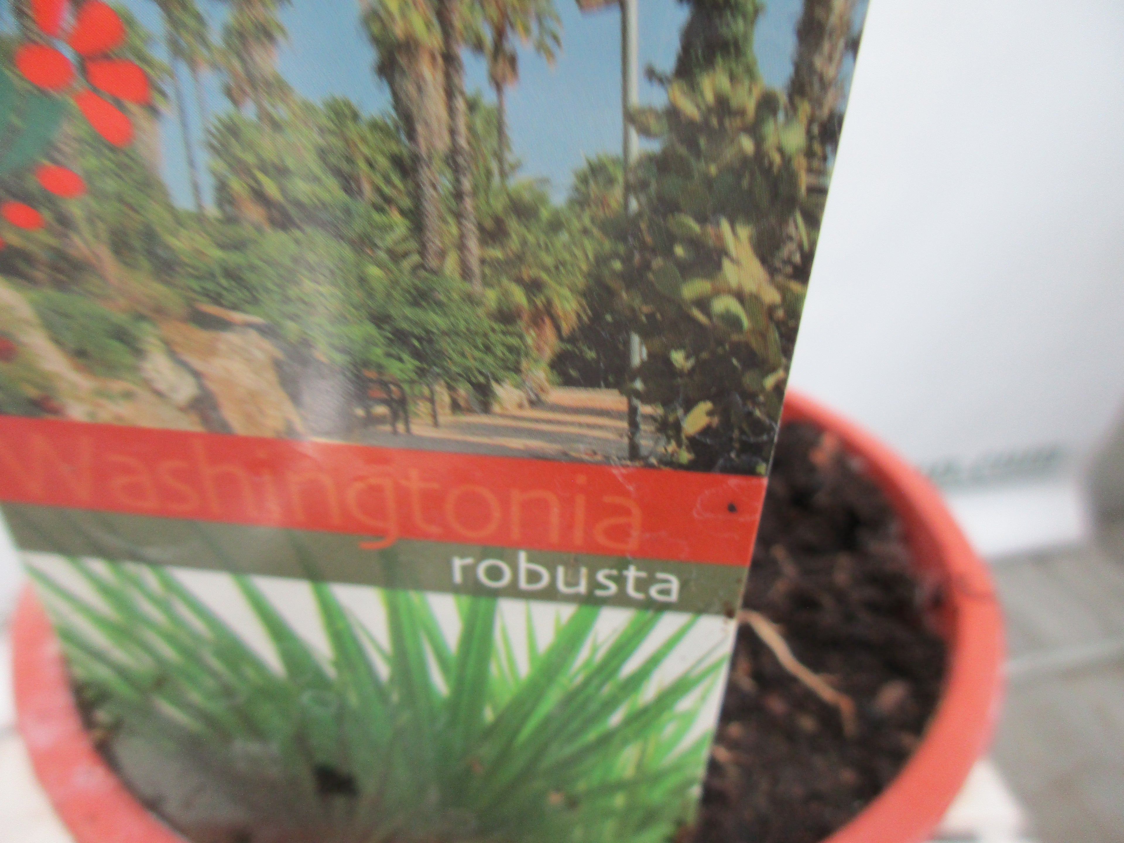 Washingtonia robusta, Palme , 100 cm