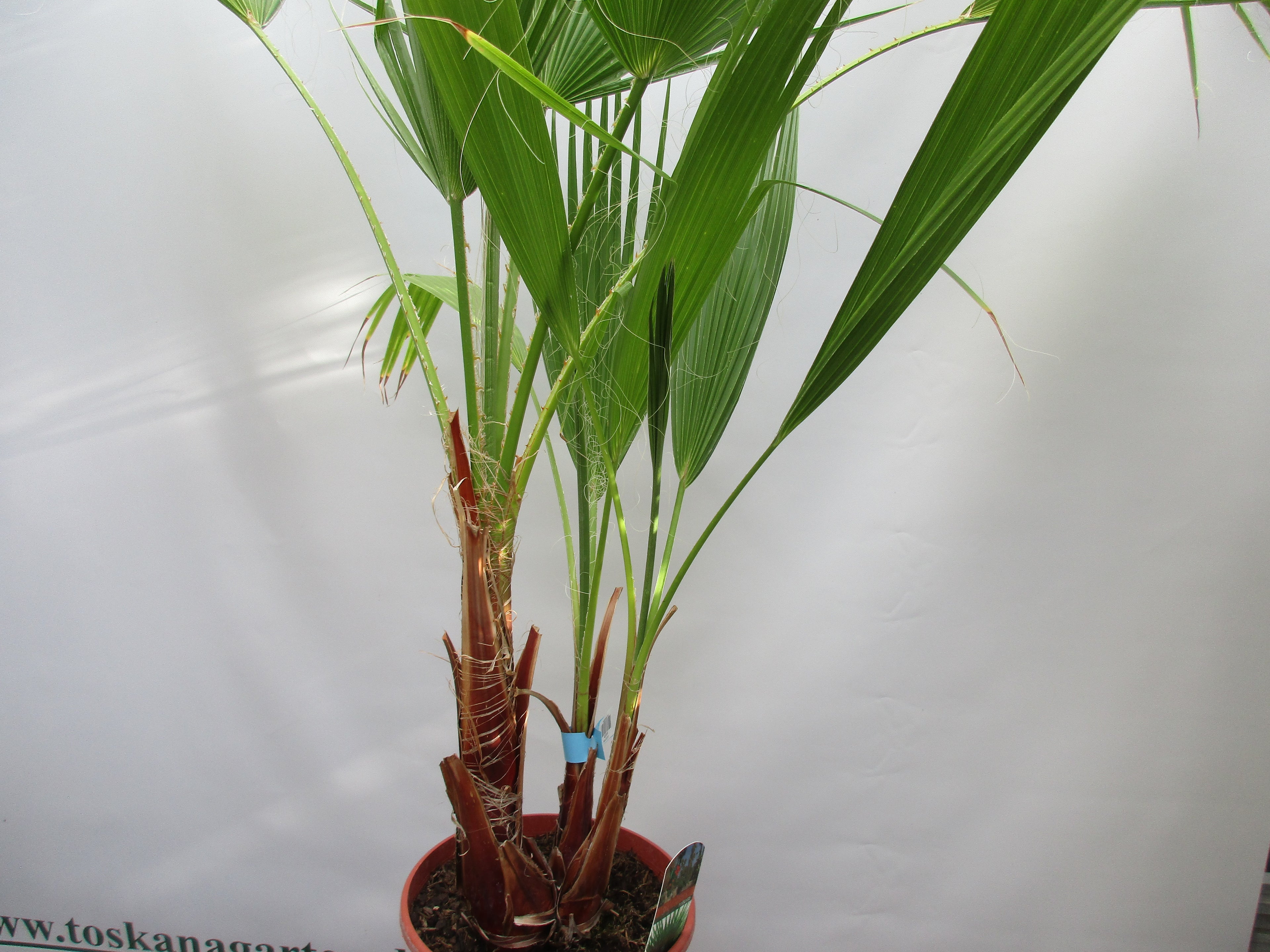 Washingtonia robusta, Palme , 120 cm verzweigt