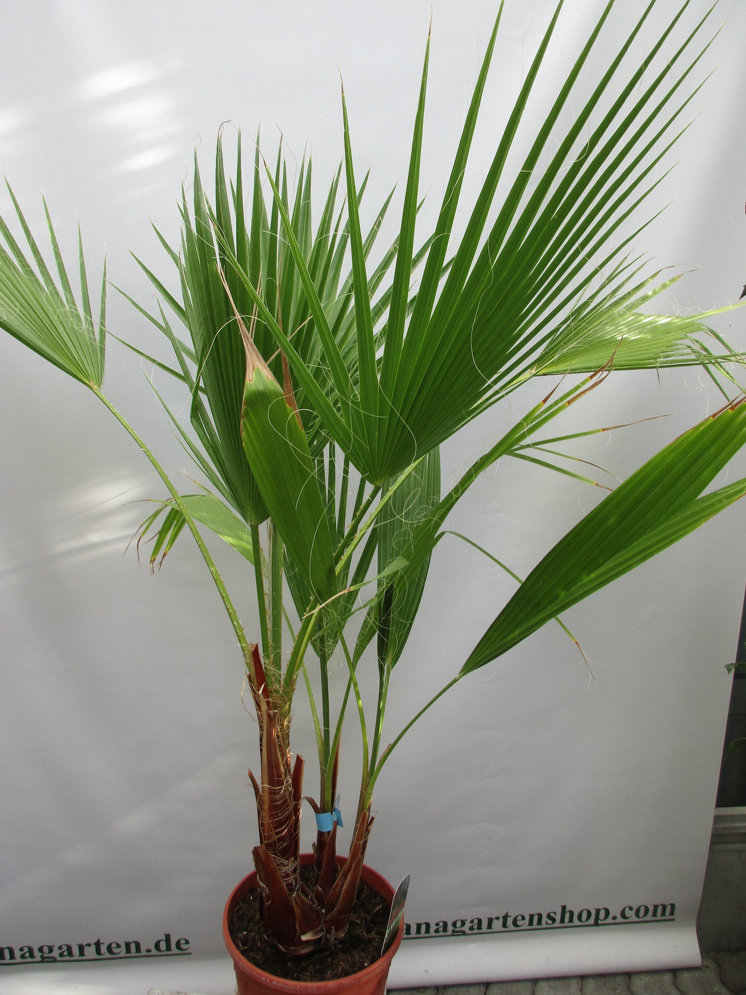Washingtonia robusta, Palme , 120 cm verzweigt