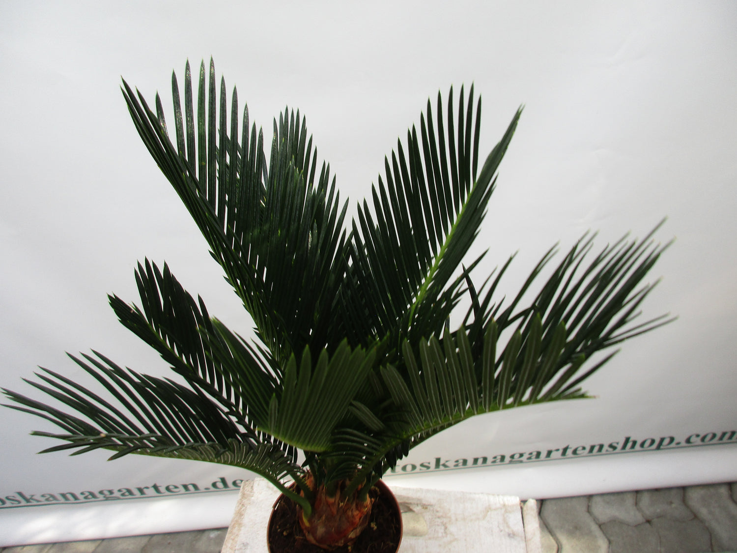 Cycas revoluta 35cm