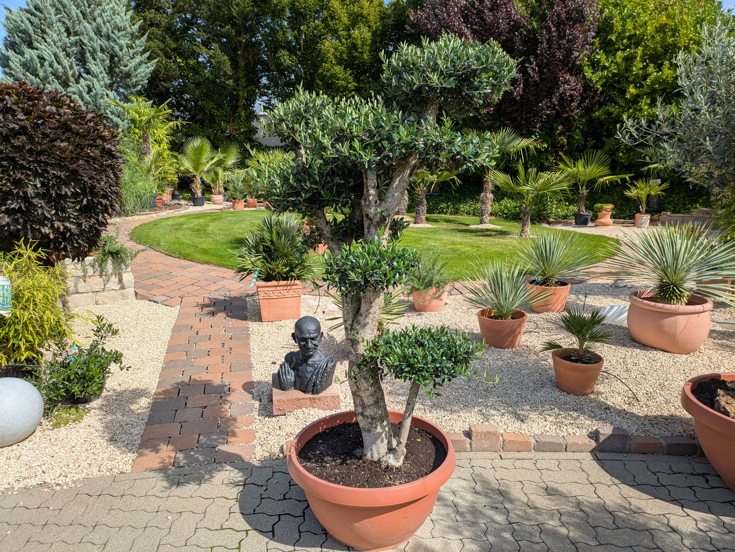 Olivenbaum PonPon im Toskanagarten Lingenfeld Pfalz