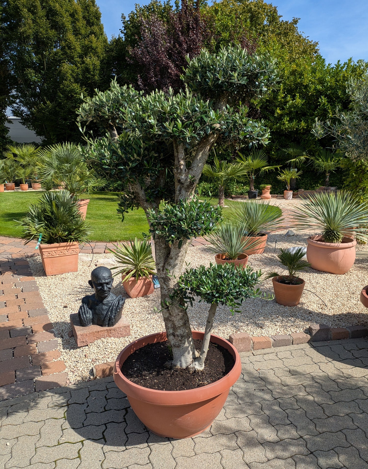 Olivenbaum PonPon im Schaugarten im Toskanagarten Lingenfeld