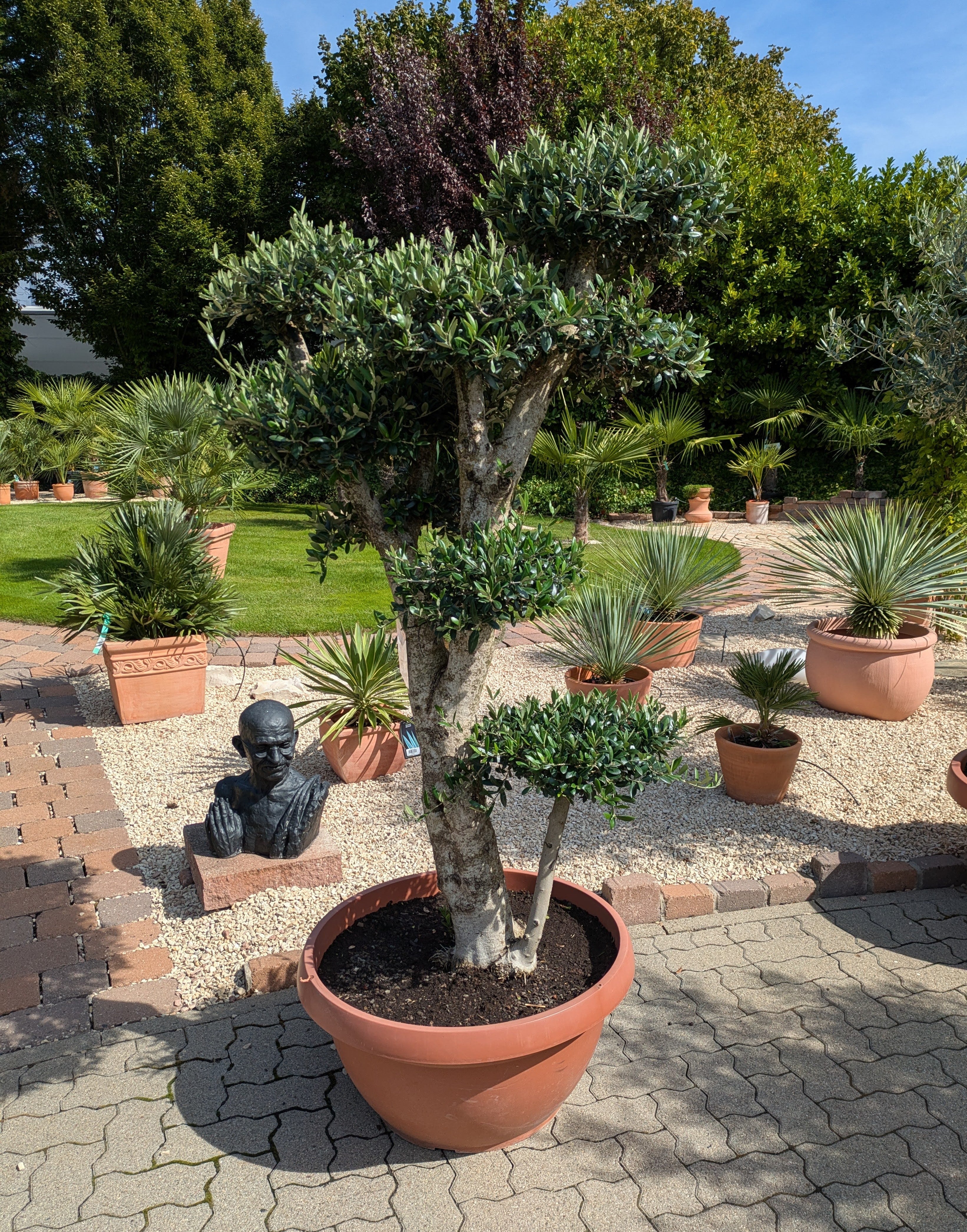 Olivenbaum PonPon im Schaugarten im Toskanagarten Lingenfeld