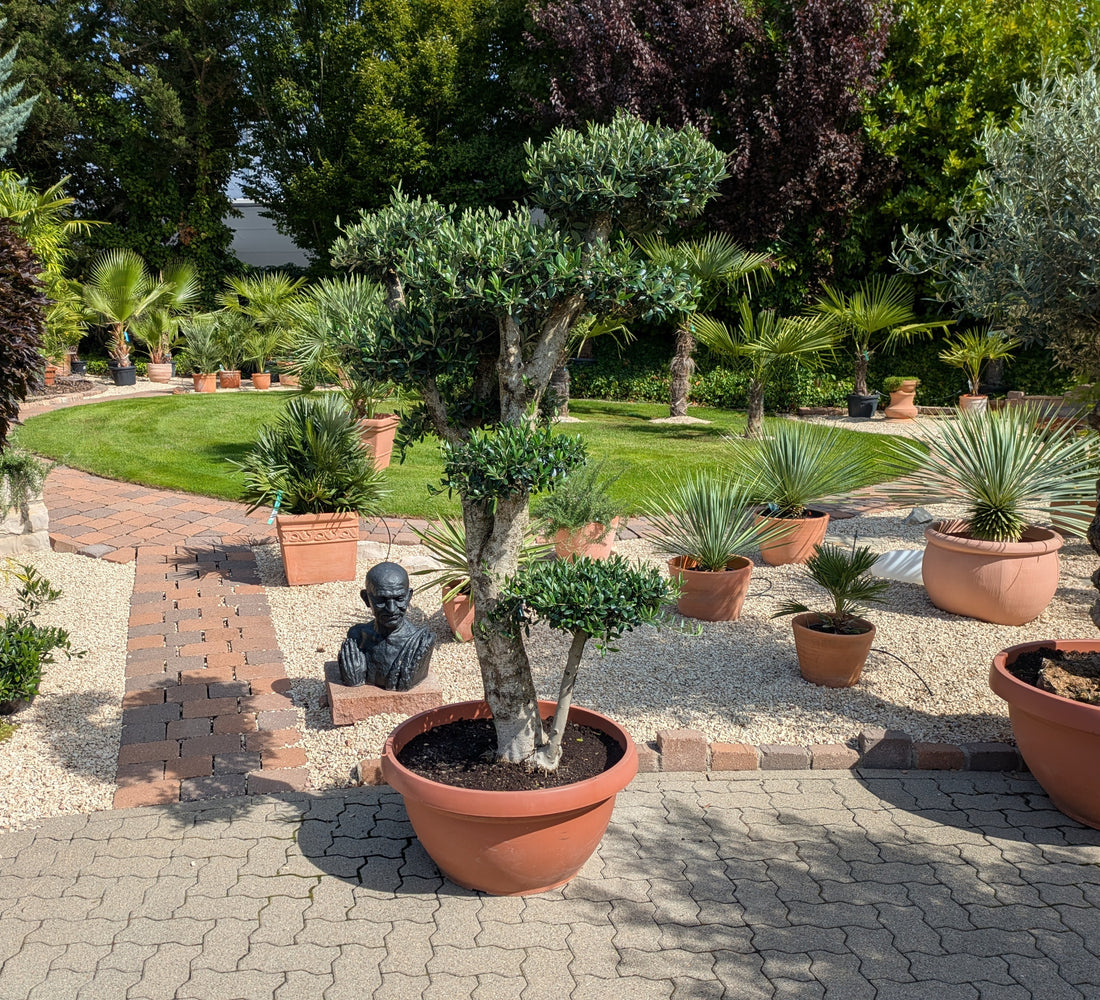 Olivenbaum PonPon im Toskanagarten Lingenfeld