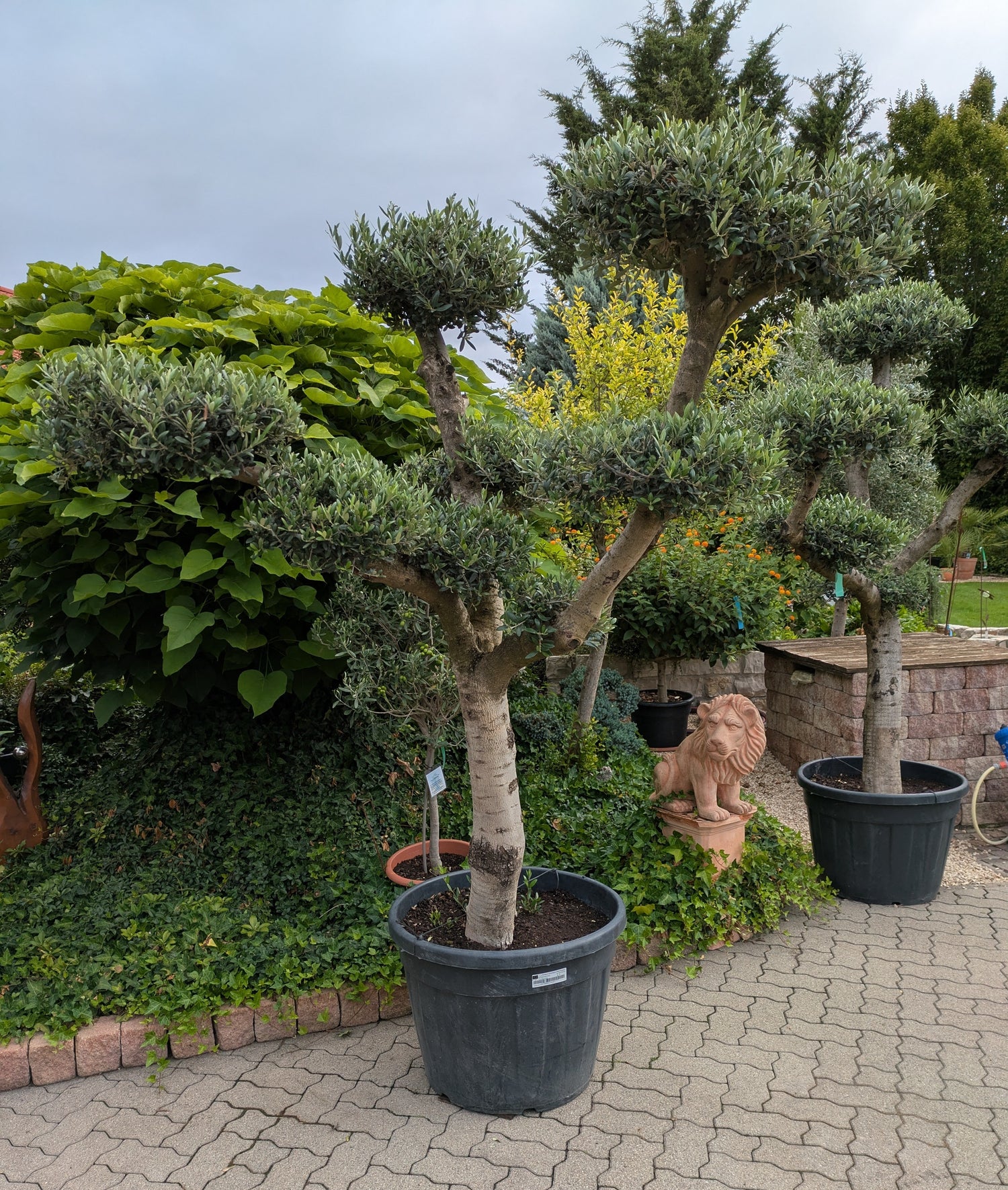 Pon Pon Olivenbaum 8-10 Plateus im Toskanagarten