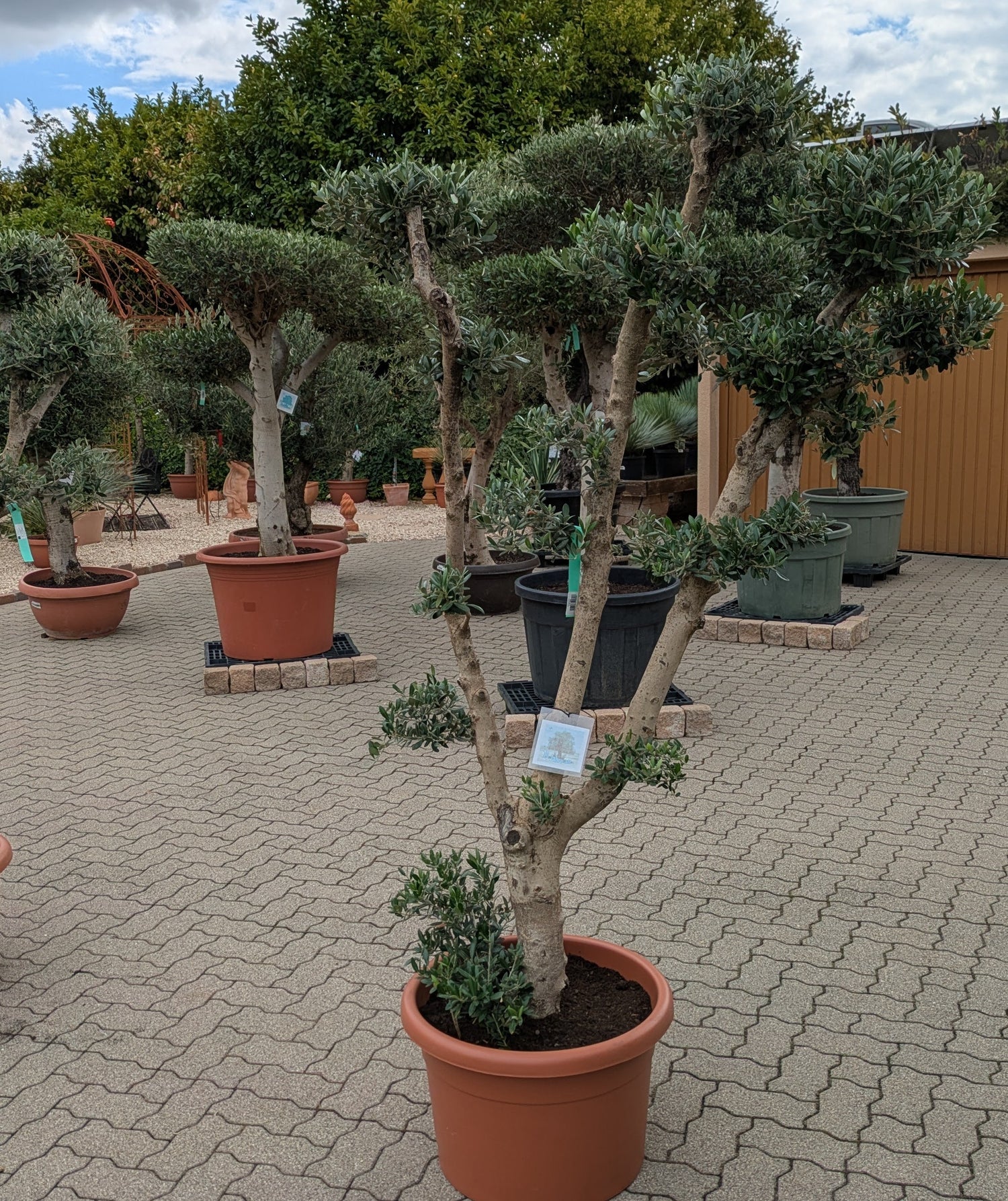 Pon Pon Olive im Toskanagarten Lingenfeld