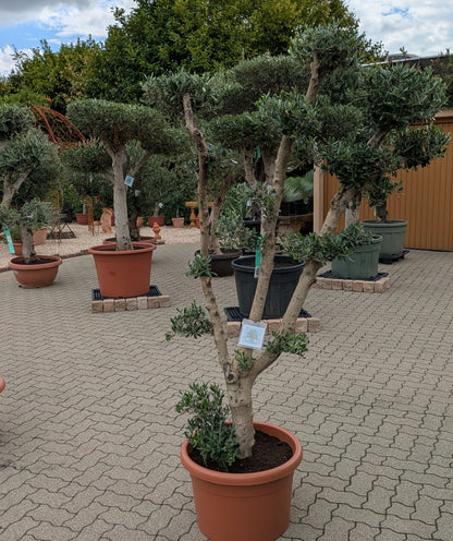 Pon Pon Olive im Toskanagarten Lingenfeld