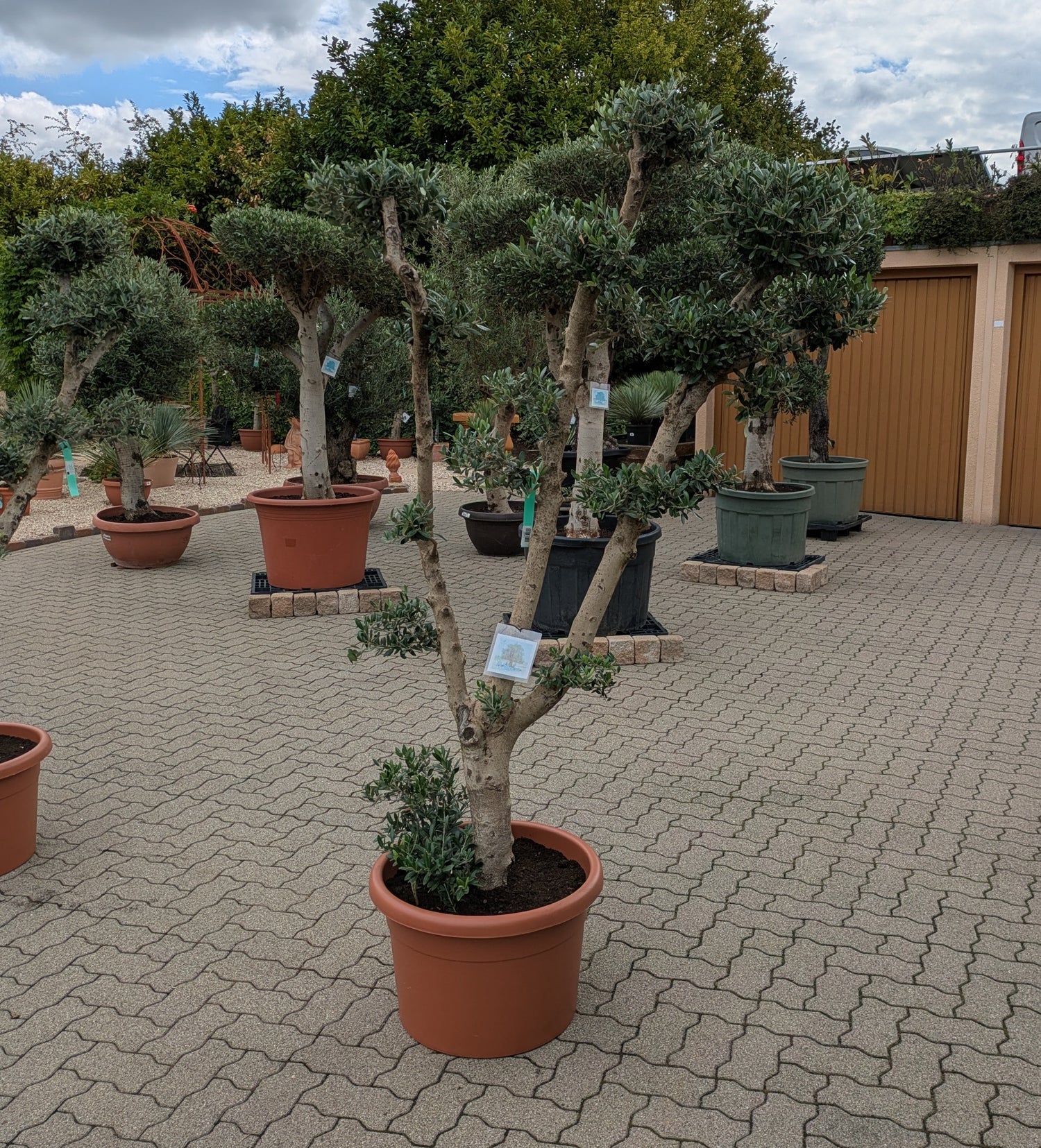 Pon Pon Olive im Toskanagarten Pfalz