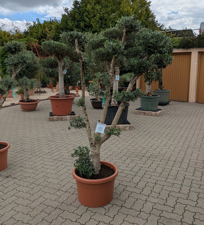 Pon Pon Olive im Toskanagarten Pfalz