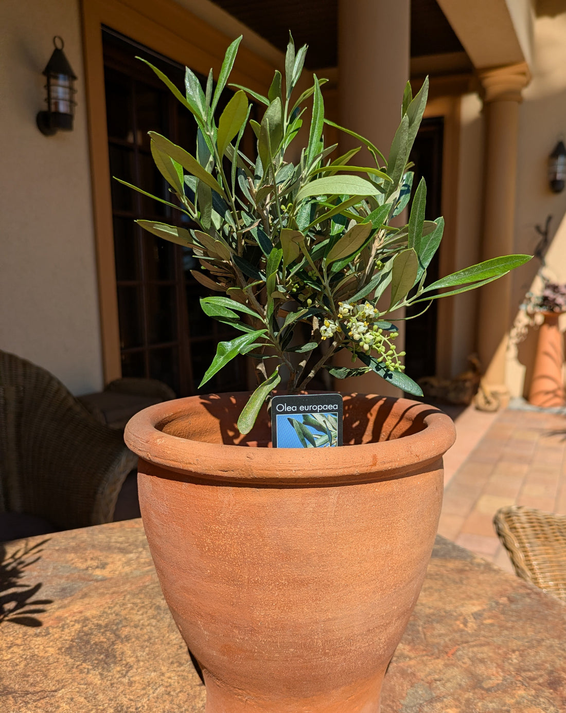 Olivenbäumchen zweijährig auf der Terrasse