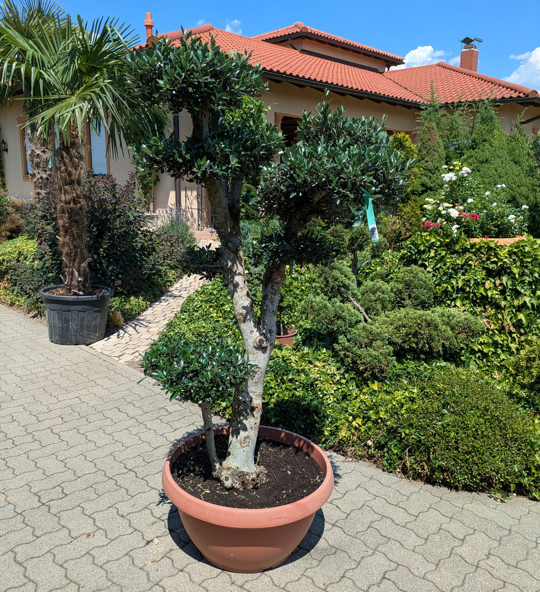 Olivenbaum bonsai Bommel 190cm im Toskanagarten Lingenfeld
