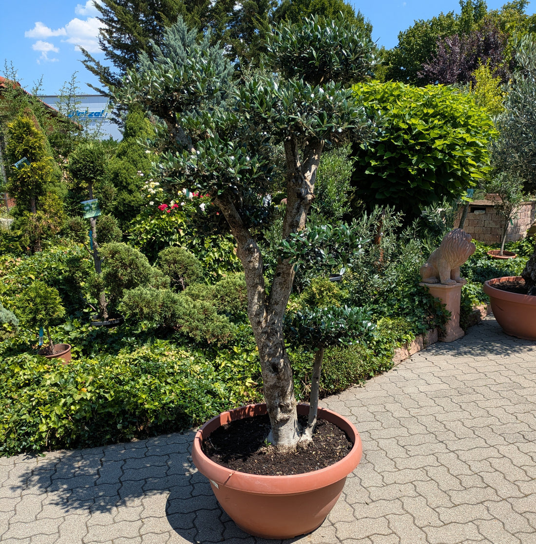 Olivenbaum bonsai Bommel 190cm