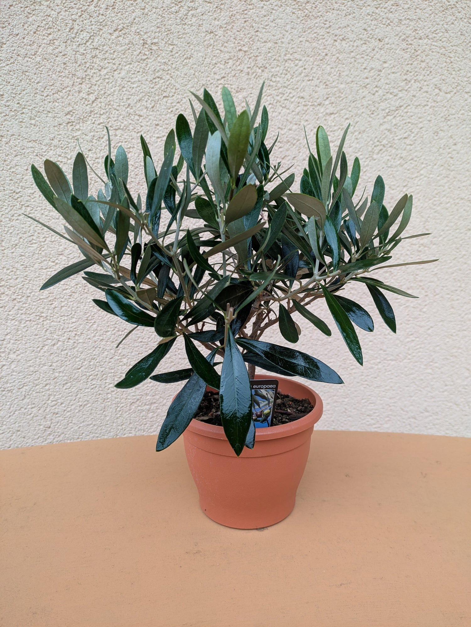 Olivenbäumchen zweijährig vom Toskanagarten