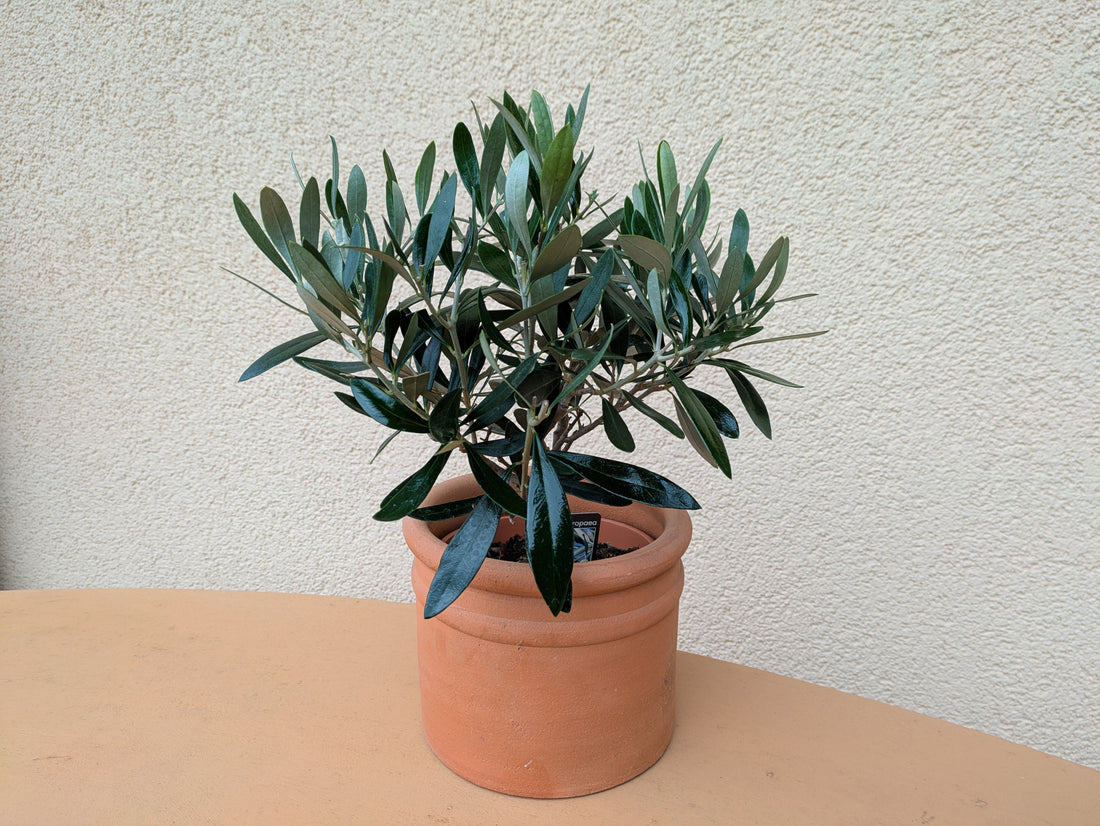 Olivenbäumchen zweijährig in der Gärtnerei Scherer