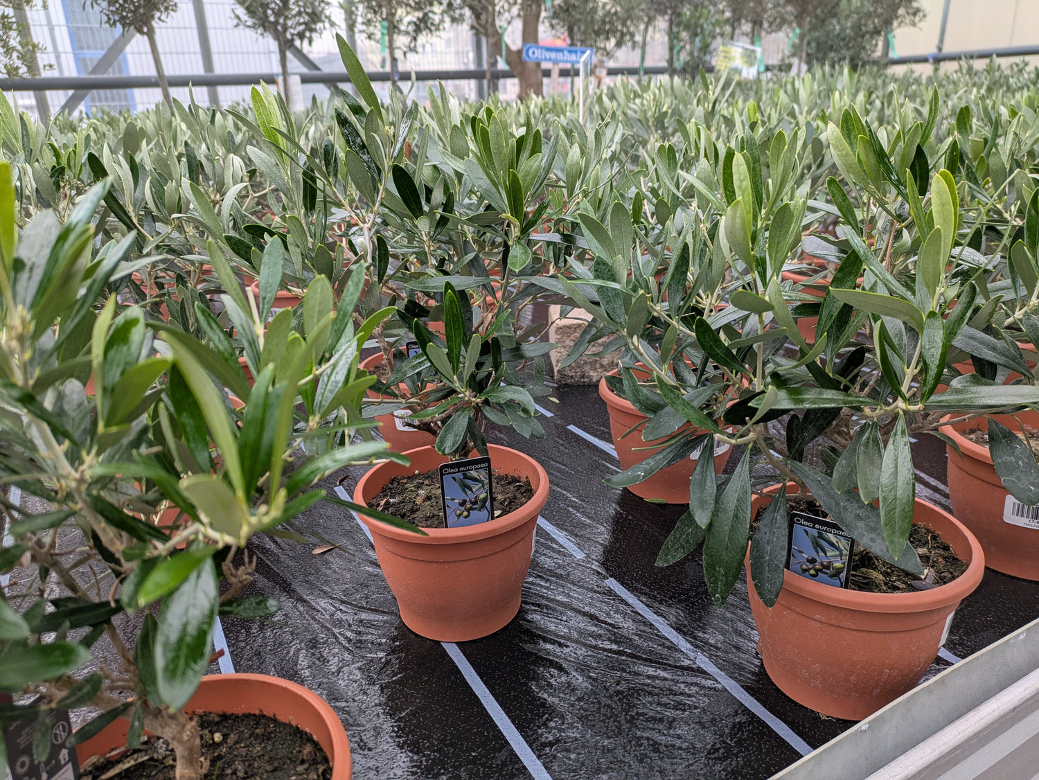 Olivenbäumchen zweijährig im Toskanagarten Pfalz