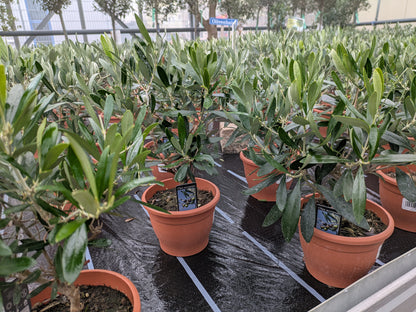 Olivenbäumchen zweijährig im Toskanagarten Pfalz