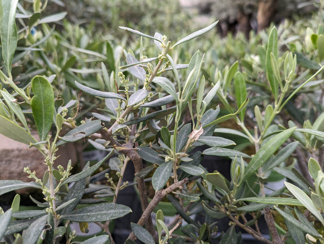 Olivenbaum  einjährig 35cm