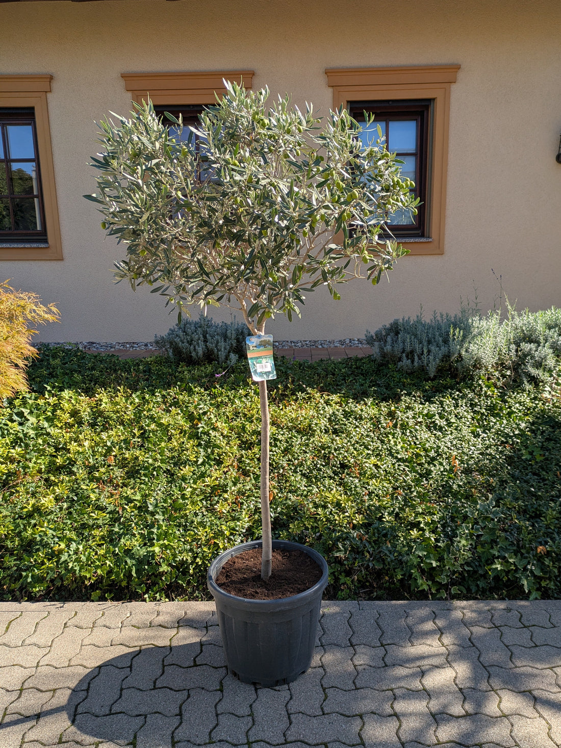 Olivenbaum 190 cm mit schöner Kugelkrone im Toskanagarten