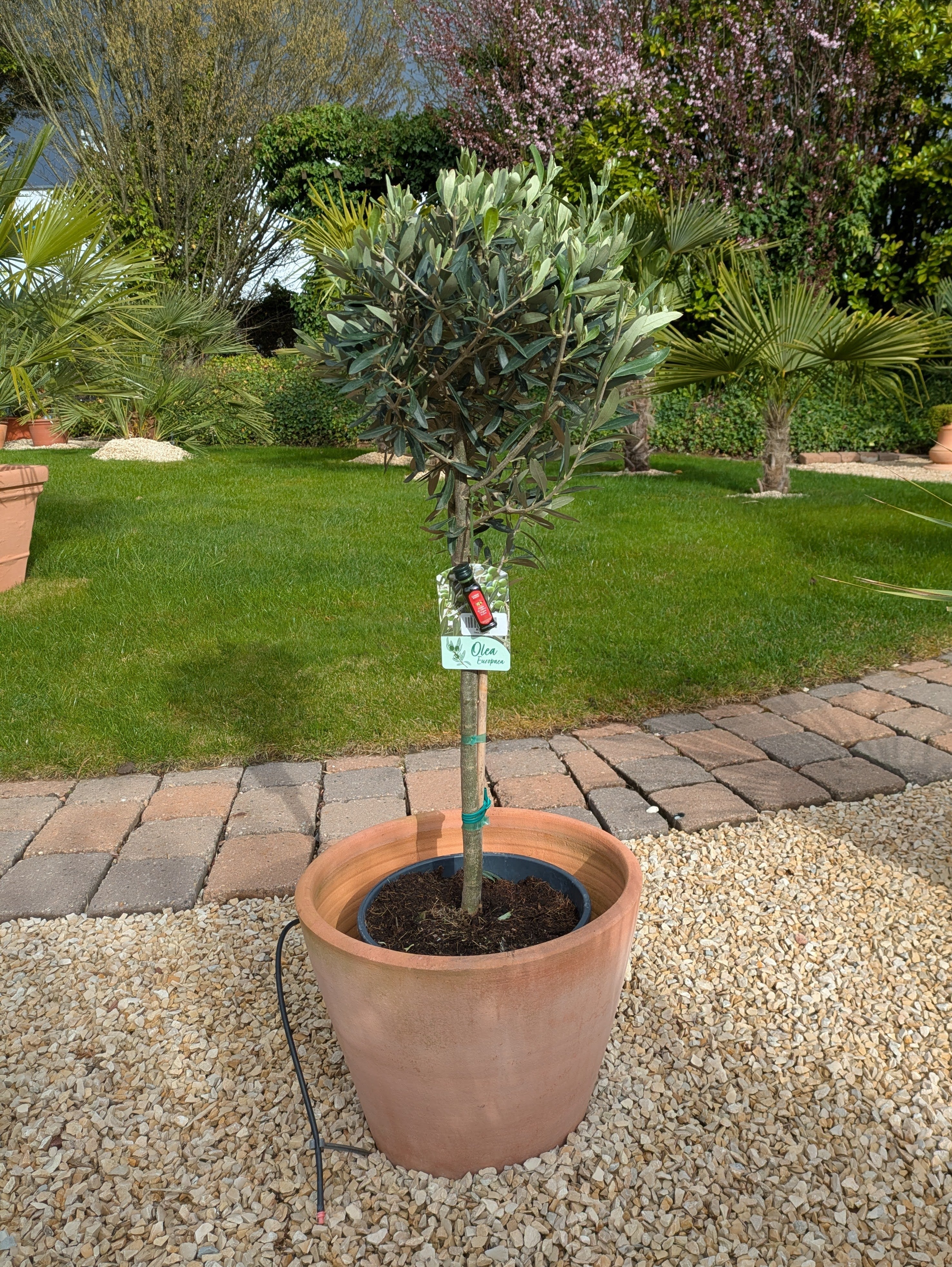 Olivenbaum Tribu