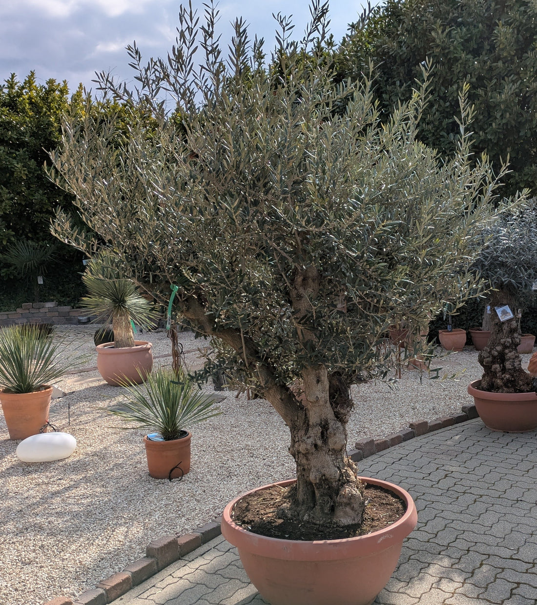 Olivenbaum Bonsai 140 Jare alt
