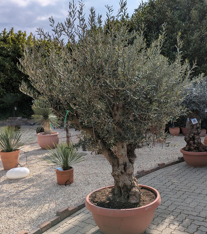 Olivenbaum Bonsai 140 Jare alt