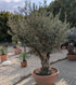 Olivenbaum Bonsai 140 Jare alt