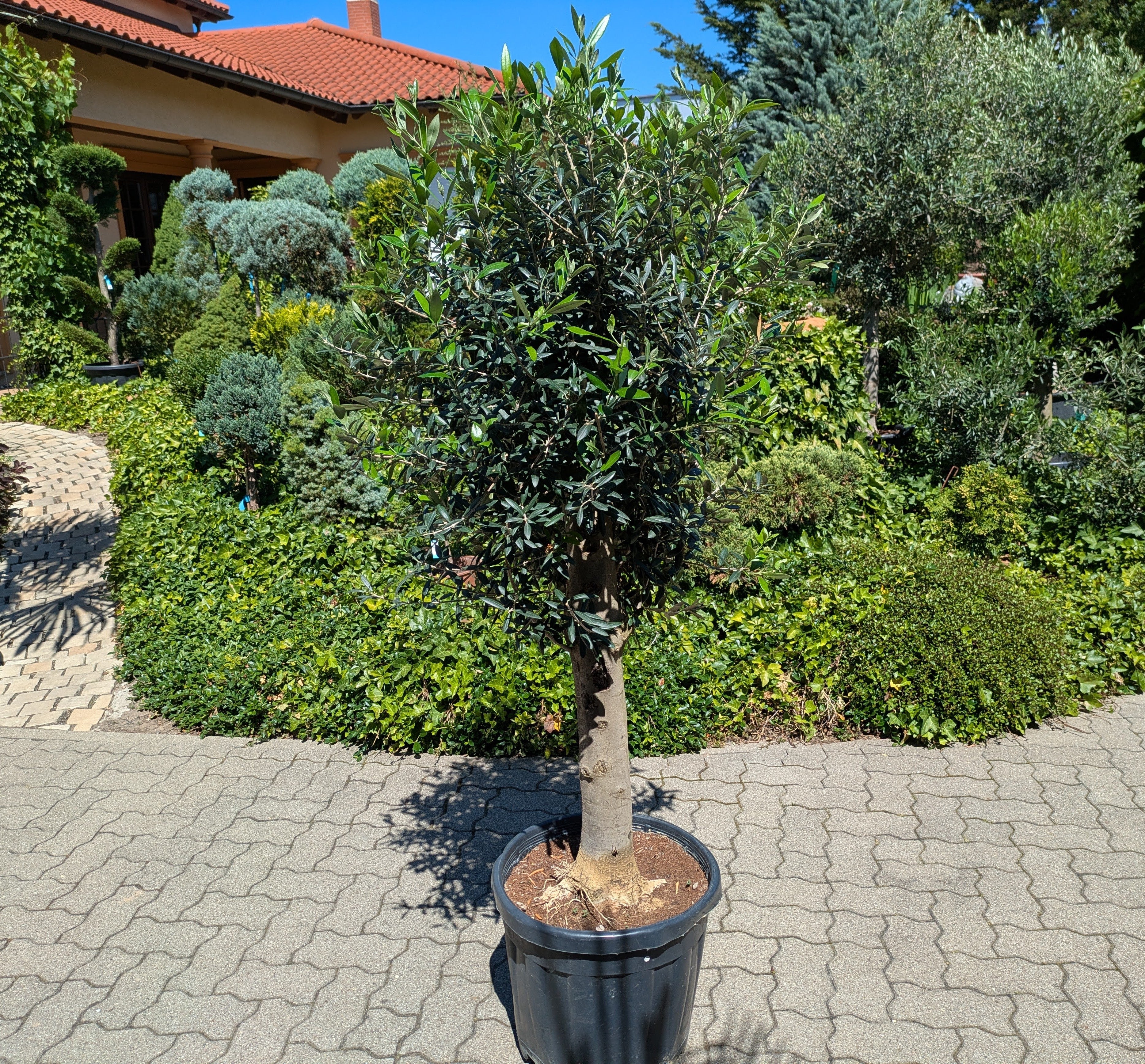 Olivenbaum 40 Jahre alt