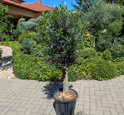 Olivenbaum 40 Jahre alt