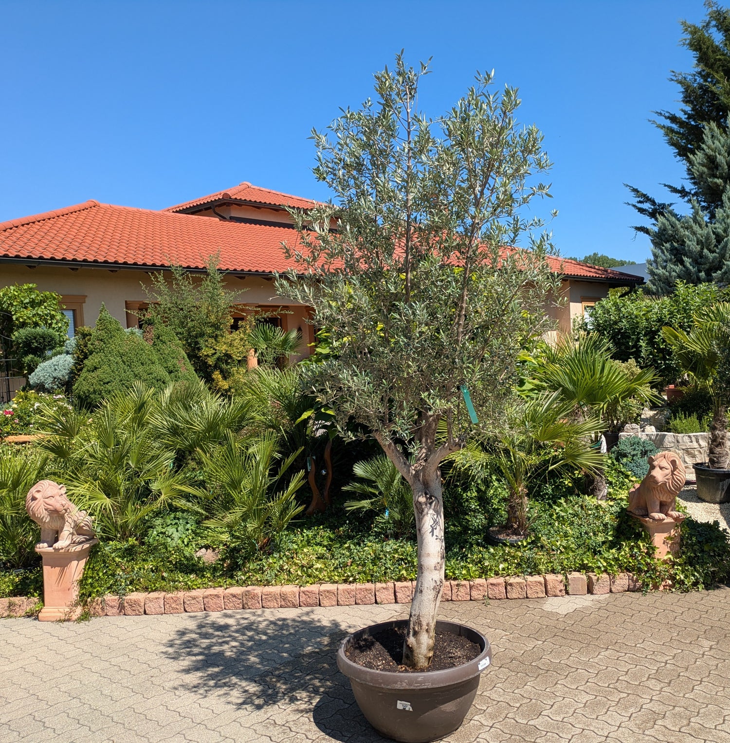 alter Olivenbaum