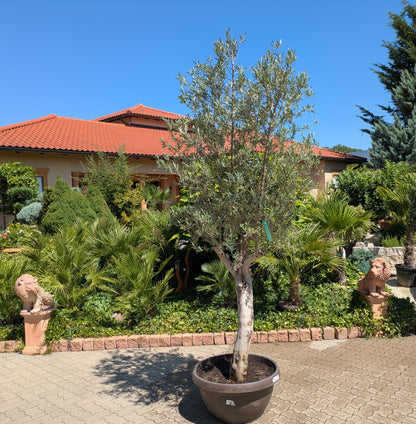 alter Olivenbaum