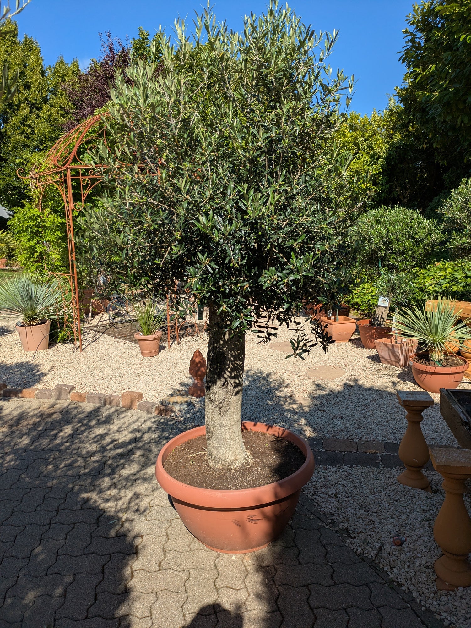 Olivenbaum 100 Jahre  alt Bonsai im Toskanagarten