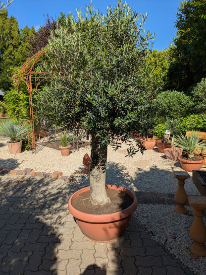 Olivenbaum 100 Jahre  alt Bonsai im Toskanagarten