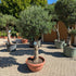 Olivenbaum 100 Jahre  alt Bonsai