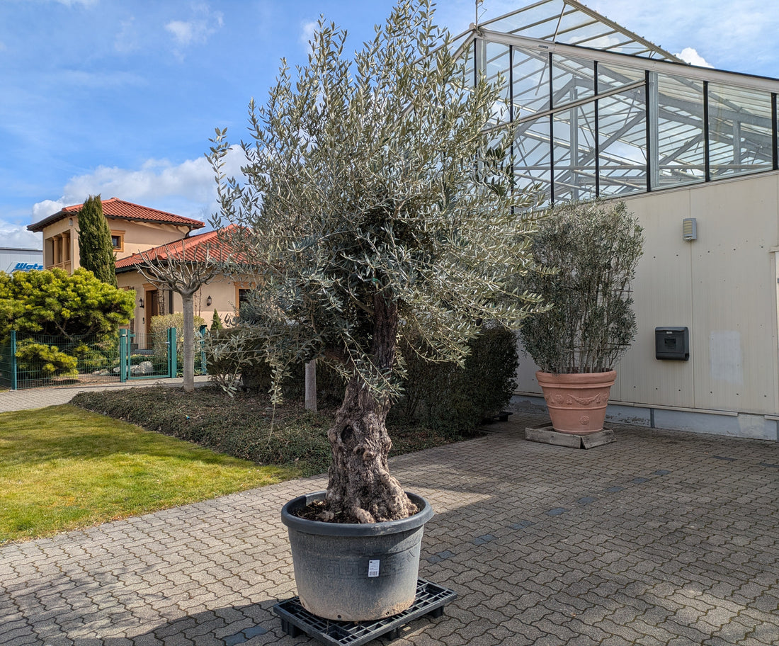 uralter verzweigter Olivenbaum