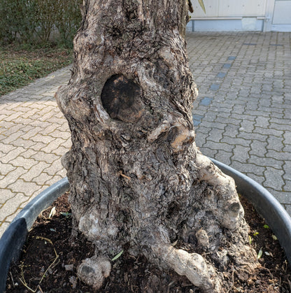 Stamm uralter verzweigter Olivenbaum