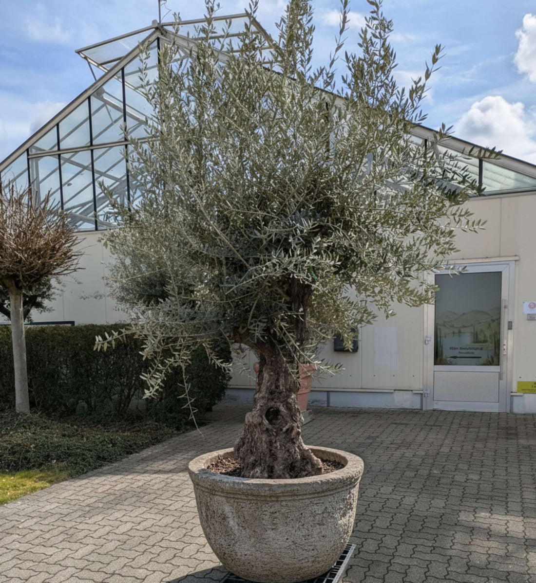 Olivenbaum vor dem Toskanagarten im Dekotopf