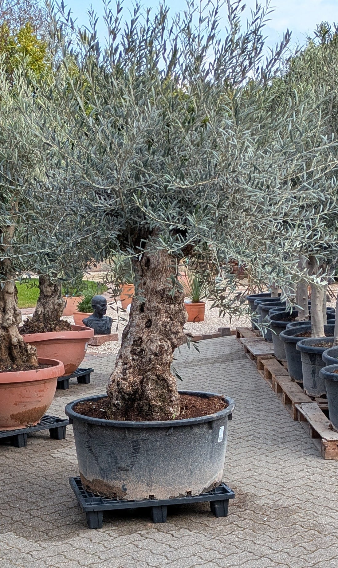 Uralter Olivenbaum 175 Jahre
