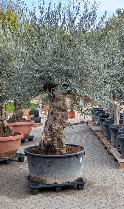 Uralter Olivenbaum 175 Jahre