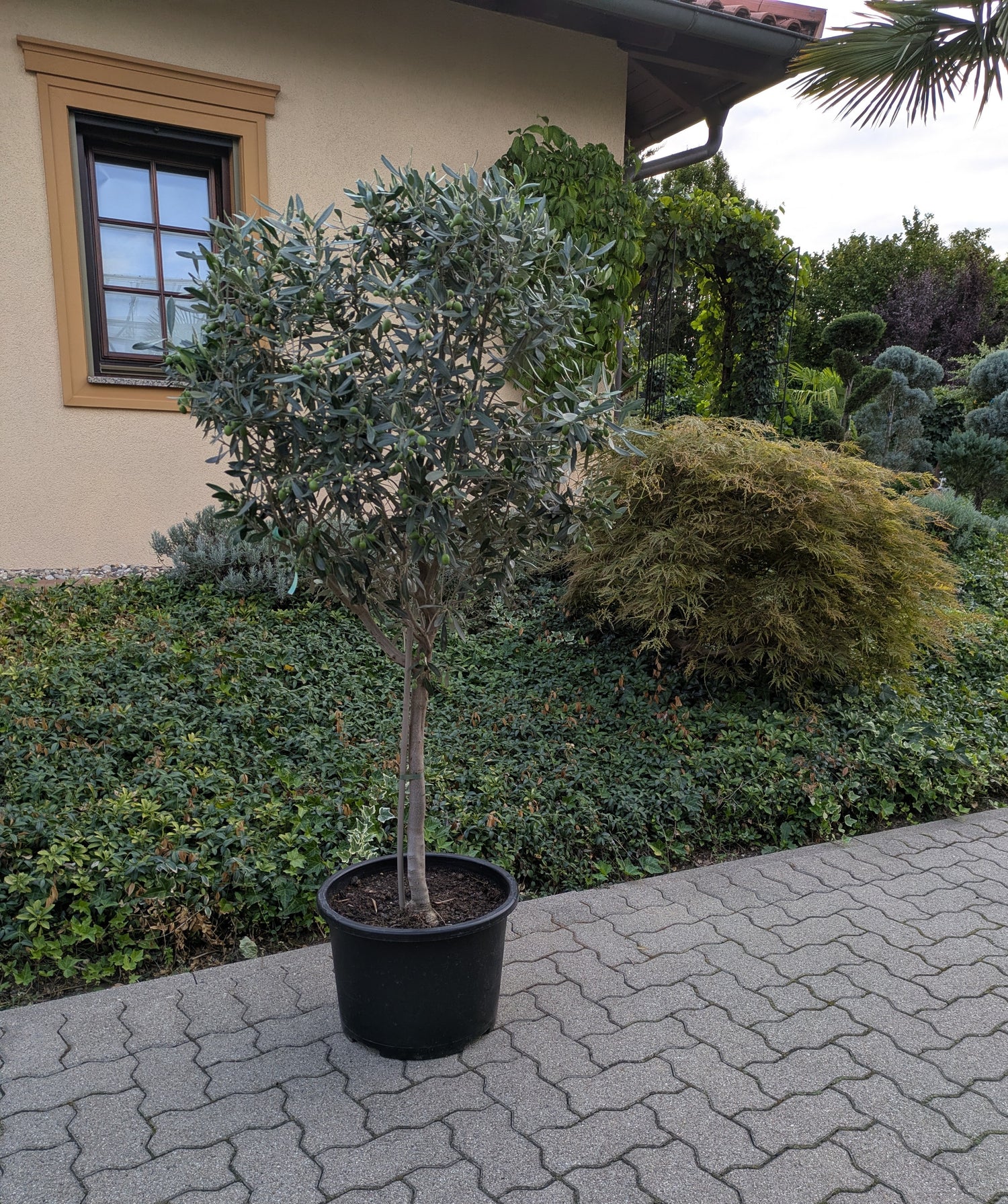 Olivenbaum 18 jährig im Toskanagarten