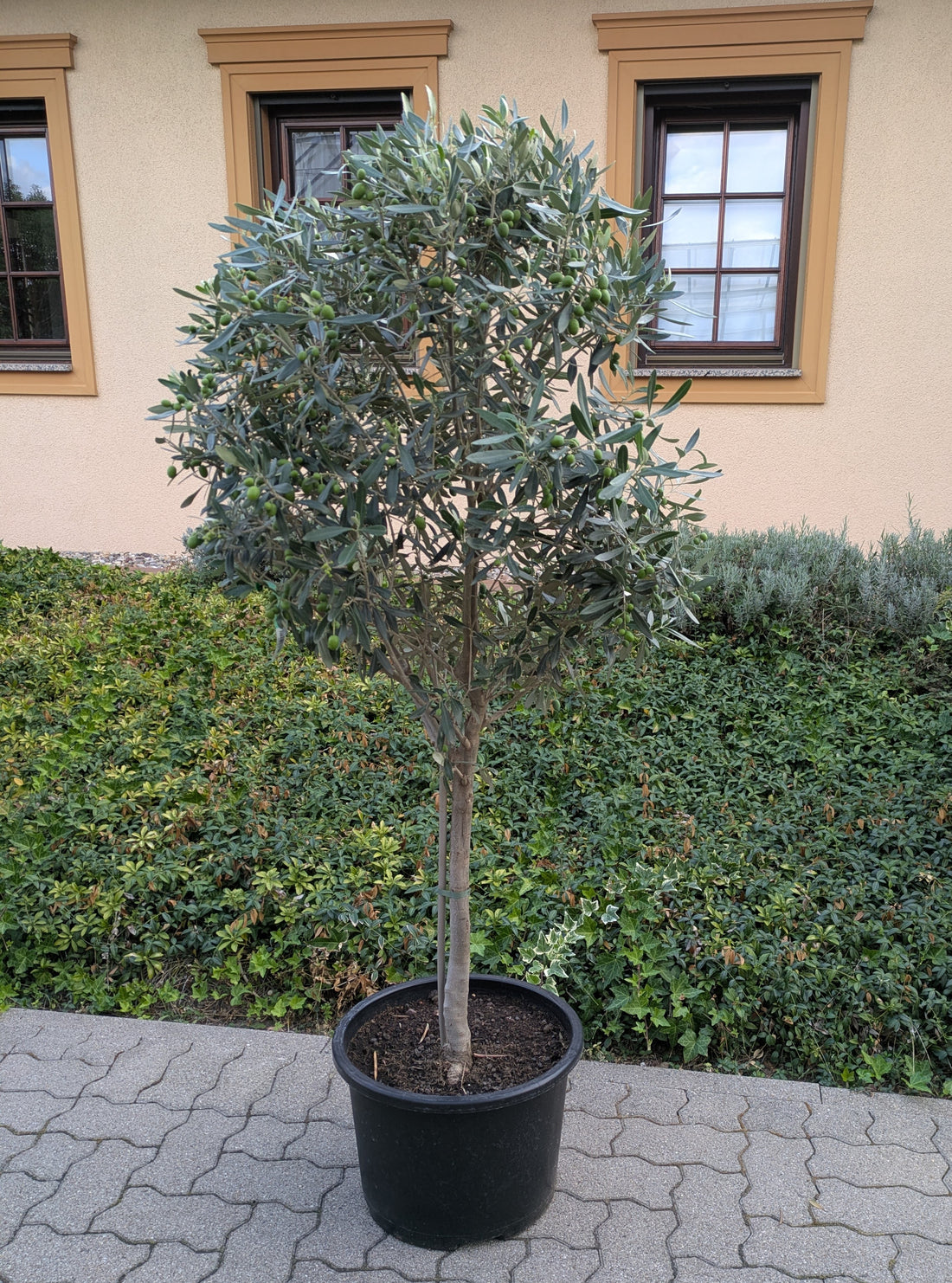 Olivenbaum 18 jährig