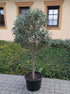 Olivenbaum 18 jährig