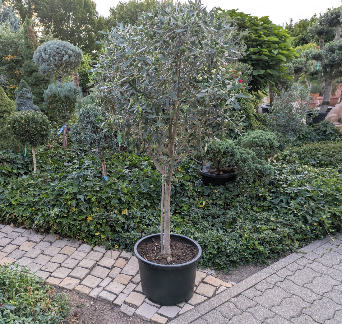 Olivenbaum 18 jährig im Schaugarten Lingenfeld