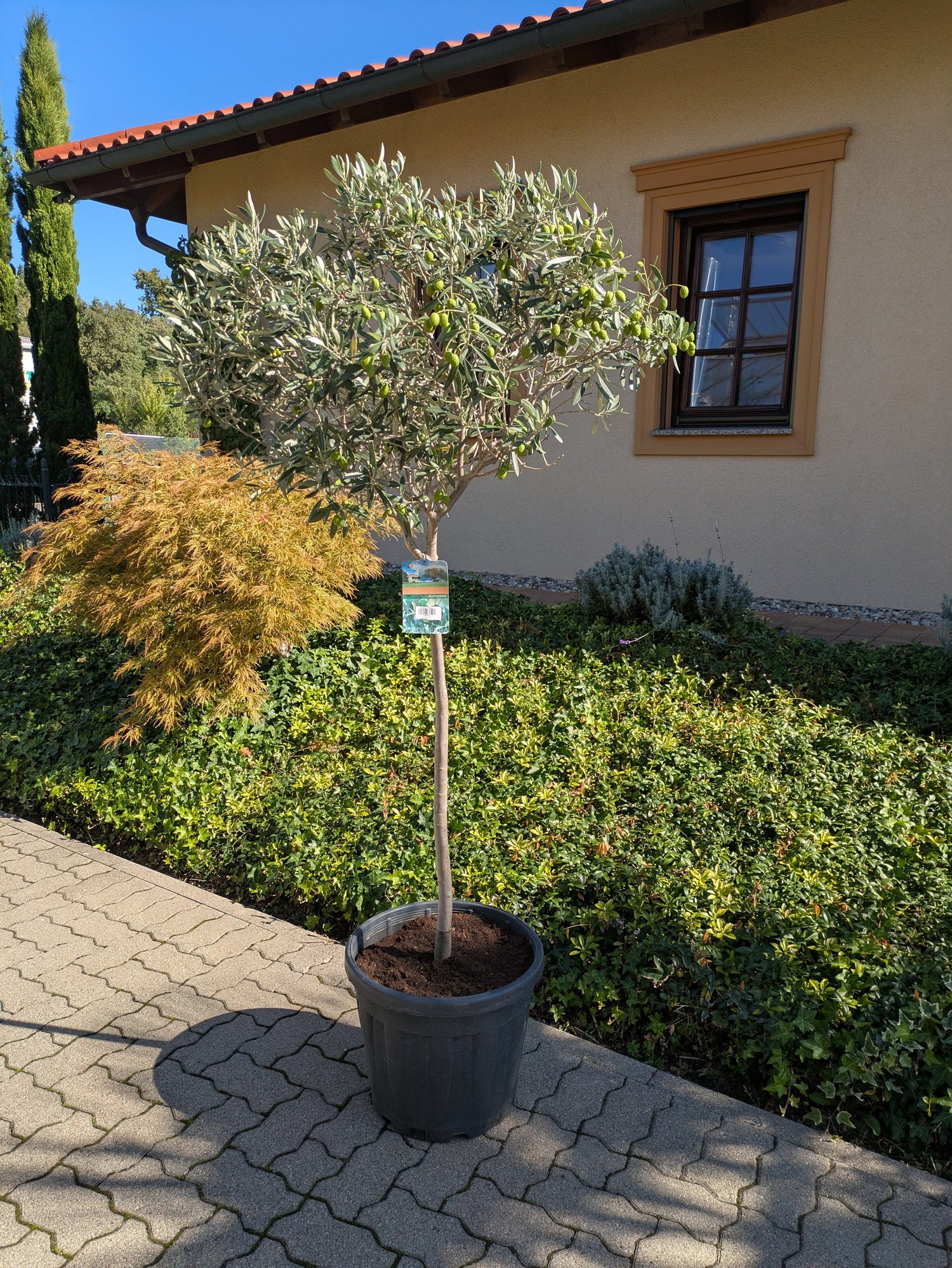 Olivenbaum 190 cm mit schöner Kugelkrone vor dem Bürogebäude Toskanagarten Lingenfeld